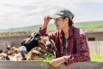 Portrait Woman Breeder of cattle of goats of the Anglo-Nubian breed. Close-up female farmer feeding goats with green grass on countryside background. Livestock farmers insurance. Healthy lifestyle