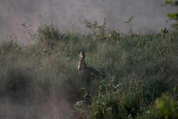 wild bird common gray duck in early morning on the lake in the fog in the grass with dew