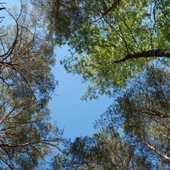 A bottom view of a bright summer blue sky framed in blurry green tree tops. Relaxation in nature