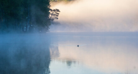 Obraz na płótnie Canvas early morning on a summer lake. The duck swims through the fog on the water. Foggy summer landscape near a forest pond