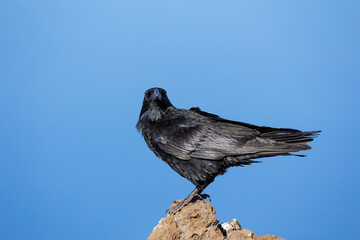 Common raven