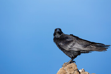 Common raven