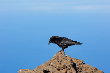 Common raven
