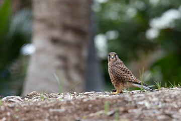 Common kestrel