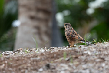 Common kestrel