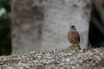 Common kestrel