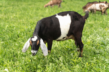 Herd of dairy goats of the Anglo-Nubian breed. English goats stand in a green meadow on a countryside backdrop