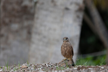 Common kestrel