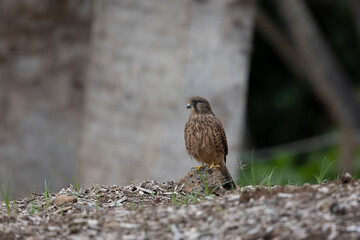 Common kestrel