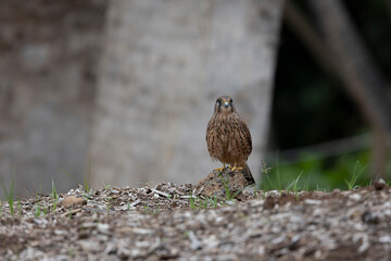 Common kestrel