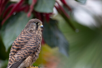 Common kestrel
