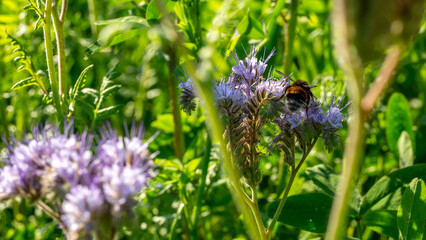 Une phac&eacute;lie, une plante m&eacute;lif&egrave;re, butin&eacute;e par un bourdon.