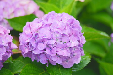 Obraz premium Early summer flowers