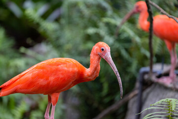 Red flamingos in natural