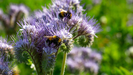 Bourdon(s) au travail sur une phac&eacute;lie, une plante m&eacute;lif&egrave;re.