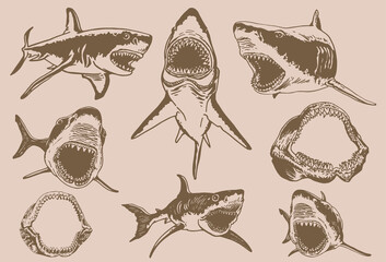 Graphical big vintage set of sharks and jaws , sepia background,vector elements , great white shark