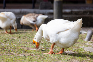 White geese at the farm