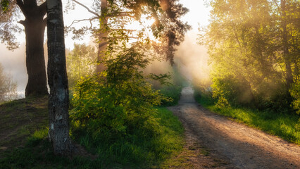 morning dirt road through the summer forest covered in fog and sun rays, beautiful summer landscape