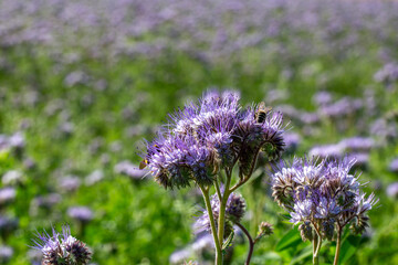 abeille butinant dans un champs de phac&eacute;lie