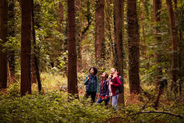 Fototapeta premium Group Of Young Female Friends On Camping Holiday Hiking Through Woods And Enjoying Nature Together