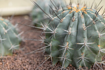 Cactus tree in green house