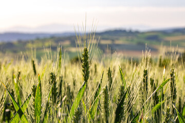 champs de bl&eacute; et prairie dans une campagne vallonn&eacute; et verdoyante