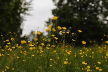 Fototapeta premium Buttercup yellow flowers in meadow on green grass background. Selective focus, blurred background