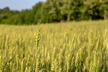 champs de blé et prairie dans une campagne vallonné et verdoyante