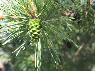 Pine, coniferous tree with light green needles and young green cones.