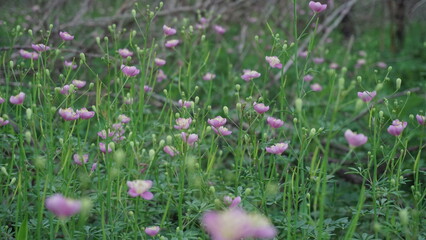 Flowers, Pink forest Flowers