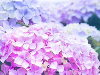 紫陽花の紫とピンクのグラデーション
