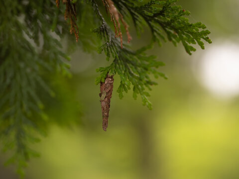 蓑虫 Images – Browse 132 Stock Photos, Vectors, and Video | Adobe