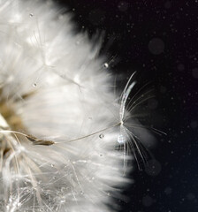 Dandelion flower. The plumed seeds are dispersed by wind