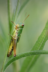 Meadow Grasshopper 