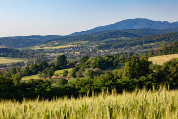 champs de bl&eacute; et prairie dans une campagne vallonn&eacute; et verdoyante