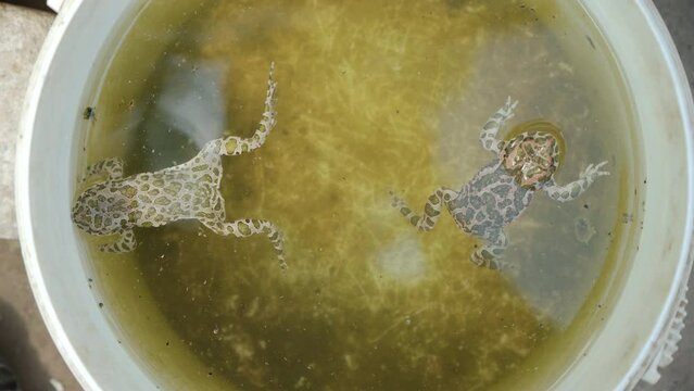 Two frogs float on the surface of the water in a garden bucket. High quality 4k footage