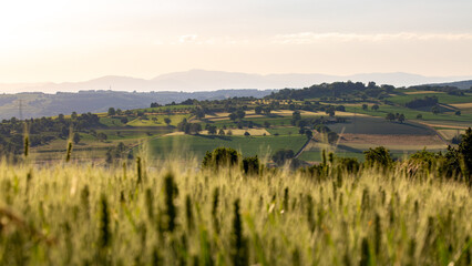 champs de bl&eacute; et prairie dans une campagne vallonn&eacute; et verdoyante