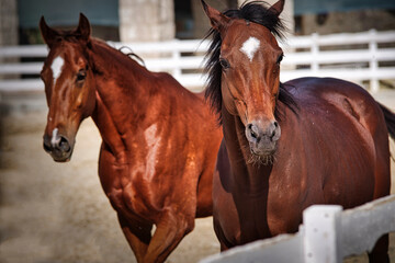 Two Brown Horses Portrait