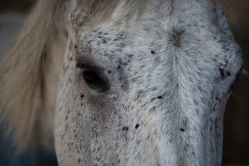 White Horse and Flies Portrait Close Up