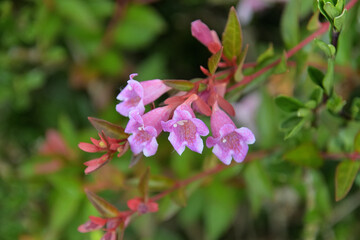 ピンク色のアベリア