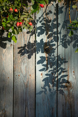 Blue old wooden wall texture with rose hip bush and leaves shadow blurred background. Beautiful, scratched, weathered wooden fence boards with peeled off paint. Flower frame. Blur, space, soft focus