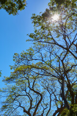 sprawling trees give shade and make you feel relaxed