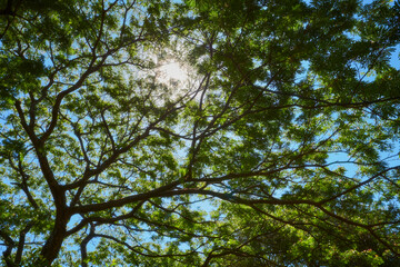sprawling trees give shade and make you feel relaxed