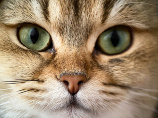 The face of the British shorthair Golden Chinchilla NY25 close-up
