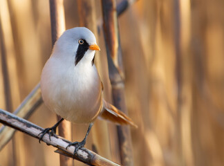 Bearded reedling, Panurus biarmicus. A bird sits on a reed stalk by the river