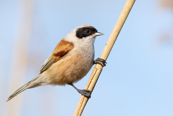 Eurasian penduline tit, Remiz pendulinus. The bird is shot close-up. The male sits on a reed stem against a blue sky