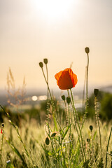 Fleur de pavot rouge au coucher du soleil, sur la bordure d'un champs