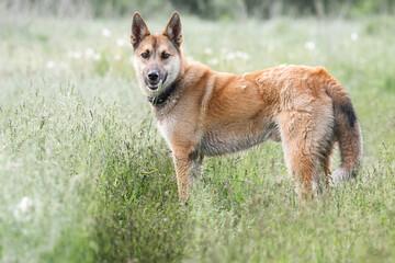 Naklejka na ściany i meble Mongrel dog of red color lies on its stomach on the grass, stretching its front paws forward. Spring...