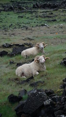 Schafe in Hópsnesviti, Iceland