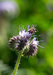 abeille butinant une fleur de phac&eacute;lie